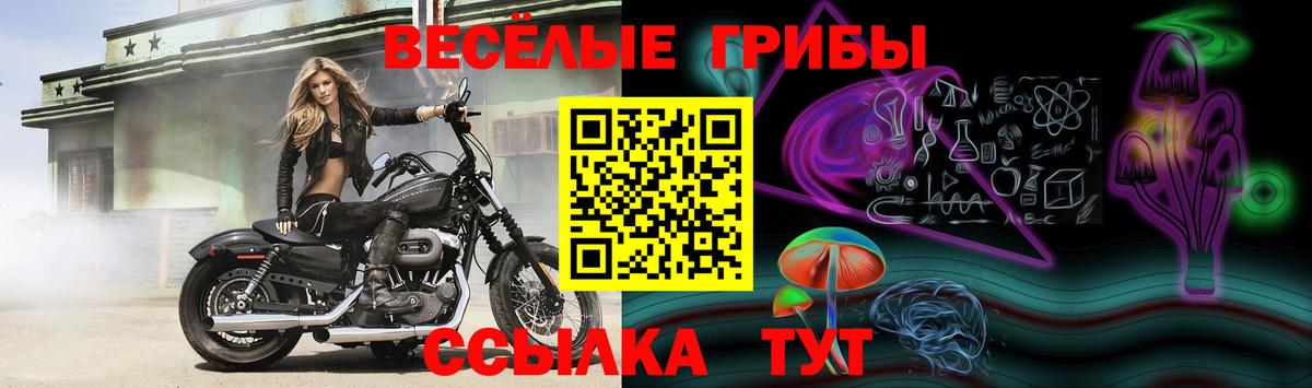 Галлюциногенные грибы Psilocybe Алейск